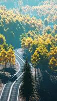Beautiful landscape of a golden yellow and green forest video