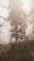 Sunlight entering autumn coniferous forest on a misty morning video