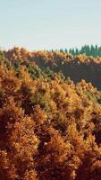 sbalorditivo paesaggio durante autunno per settembre video