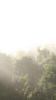 morning fog in dense tropical rainforest video