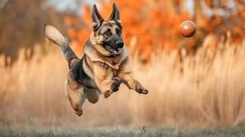 AI generated In a funny picture, a German Shepherd leaps high into the air, chasing a ball with playful enthusiasm, Ai Generated photo