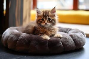 AI generated Cute small cat peacefully resting on a pet bed at home, Ai Generated. photo