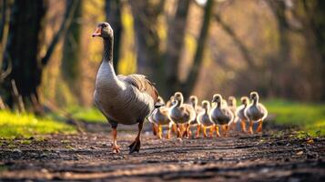 AI generated Goose confidently leads a pack of fellow geese through the landscape. Ai Generated. photo