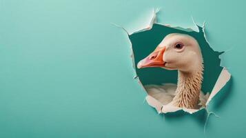 AI generated A humorous goose peers through a ripped hole in a contrast pastel color paper background, Ai Generated photo