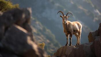 AI generated Mountain goat standing on rocky cliff in wilderness generated by AI photo