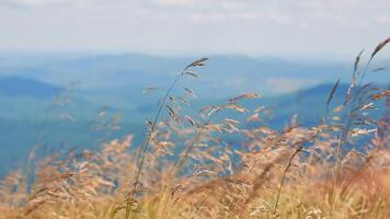 herbe croissance sur le hauts plateaux contre le Contexte de une pittoresque Montagne paysage. sec sauvage herbe silhouettes contre une bleu Montagne intervalle toile de fond. video