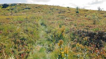 A walk along a mountain path, a first-person view. video