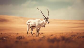 AI generated One springbok standing on sand dune, looking generated by AI photo