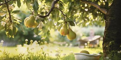 AI generated Ripe sweet pears growing on a pear tree in the garden. Close-up of pears and pear trees in sunlight photo