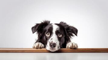 AI generated Photorealistic portrait of a border collie photo
