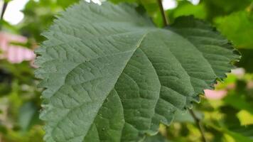 Close-up detailed photo of green leaves on vines