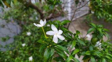 a white flower is growing on a tree photo