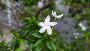 un blanco flor es creciente en un planta foto
