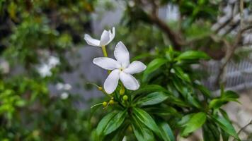 a white flower is growing on a tree photo