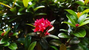 a red flower is growing in the middle of a bush photo