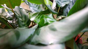 un cerca arriba de un planta con verde hojas foto