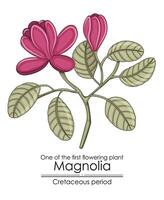 One of the first flowering plant on Earth - Magnolia, evolved during the Cretaceous period. vector