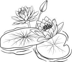 Nymphaea water lily drawings, outline water lily drawing, outline water lily flower drawing, black and white water lily drawing vector