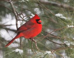 Male Northern Cardinal photo