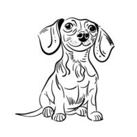 Dachshund Dog. Cute little puppy. Hand drawn. Vector illustration. Doodle or sketch outline