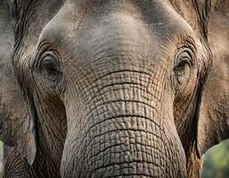 AI generated Close-up images of elephant photo
