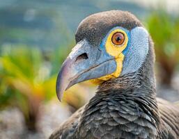 ai generado un de cerca de un vejestorio pájaro foto