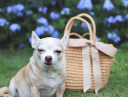 soñoliento marrón corto pelo chihuahua perro sentado con Paja bolso en verde césped en el jardín con púrpura flores, viaje fatiga. foto