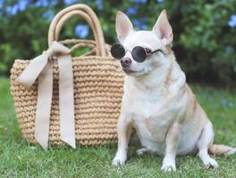 brown chihuahua dog wearing sunglasses  sitting  with straw bag on  green grass in the garden, ready to travel. Safe travel with animals. photo