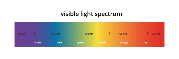Visible light spectrum infographic. Gradient diagram, Electromagnetic visible color for human eye. Vector illustration