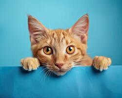AI generated Cute ginger cat peeking from behind a blue sheet of paper photo