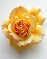 ai generado hermosa amarillo Rosa en blanco fondo, de cerca. foto