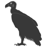 AI generated Silhouette vulture bird animal black color only png