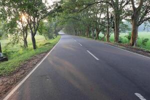 A beautiful fall trees with road drive through a forest photo