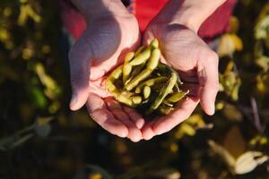 Close up of farmer's hand holding ripe soybean pod in cultivated field photo