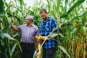 Family farming. Farmers father and son work in a corn field. Agriculture concept. photo