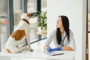 Portrait of confident female veterinarian examining dog in hospital. photo