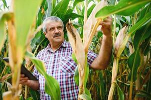 un granjero cheques el alto maíz cosecha antes de cosecha. agrónomo en el campo foto