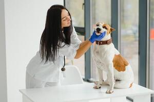 retrato de confidente hembra veterinario examinando perro en hospital. foto