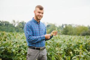 Agronomist inspecting soya bean crops growing in the farm field. Agriculture production concept. young agronomist examines soybean crop on field in summer. Farmer on soybean field photo