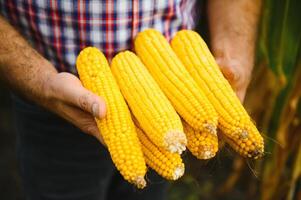 Peeled sweet corn cobs in farmer's hand on corn field background photo