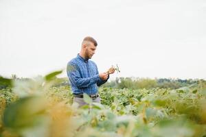 granjero o agrónomo examinando verde haba de soja planta en campo foto