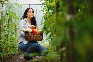 View of an Young attractive woman harvesting vegetable in a greenhouse photo