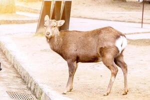 Hart young deer in Nara park area without antler looking something with sun flare background. photo