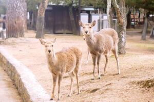 Two doe young deer looking something in Nara park area. photo