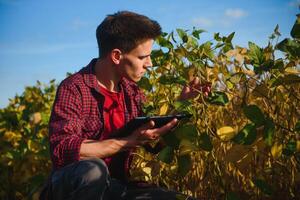 agrónomo inspeccionando soja frijol cultivos creciente en el granja campo. agricultura producción concepto. joven agrónomo examina haba de soja cosecha en campo en verano. granjero en haba de soja campo foto