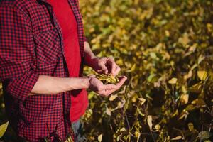 cerca arriba de agricultores mano participación maduro haba de soja vaina en cultivado campo foto