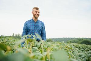 Agronomist inspecting soya bean crops growing in the farm field. Agriculture production concept. young agronomist examines soybean crop on field in summer. Farmer on soybean field photo