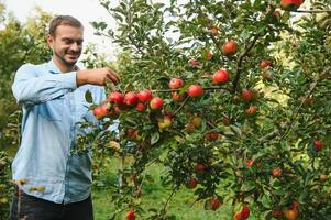 Young man admires apples in the tree. photo