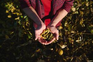 man holding of soybeans in his hands. photo