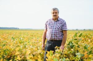 A farmer agronomist inspects soybeans growing in a field. Agriculture photo